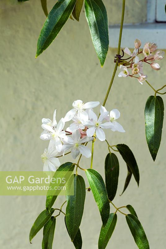 Clematis armandii flowers on stem against house wall - Little Becketts