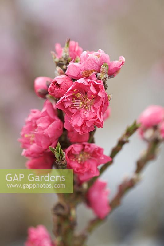 Prunus persica nectarina 'Garden Beauty' -  Dwarf Nectarine