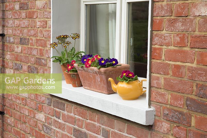 Spring window box, teapot and pots with Primula vulgaris