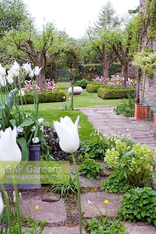 Spring terrace with Tulipa 'White Truimpator' leading to formal orchard with pink tulips Brilley COurt , Herefordshire NGS