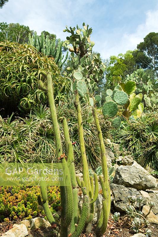 Cactus in dry garden at Villa Ephrussi de Rothschild, Cap Ferrat, France