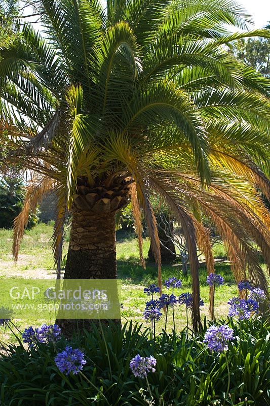 Agapanthus under palm tree at The Hanbury Garden, Ventimiglia, Liguria, Italy