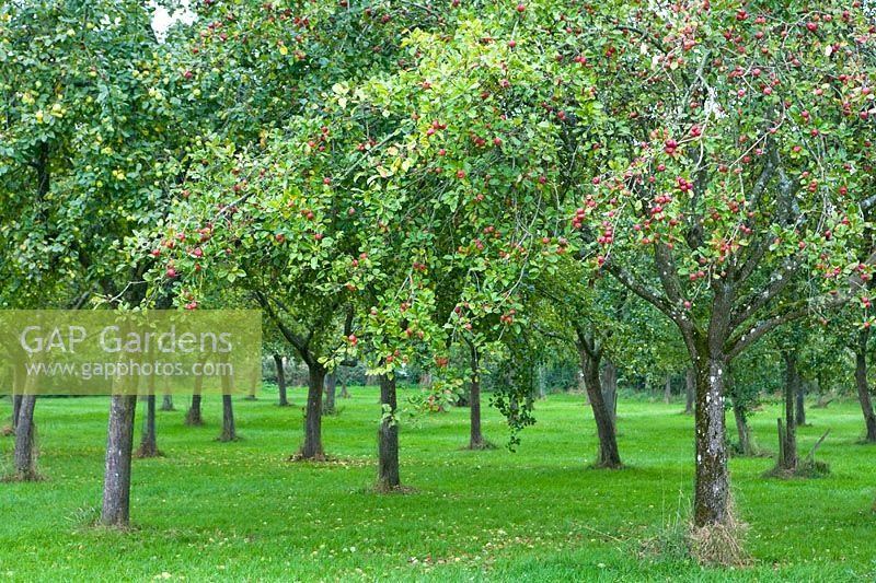 Traditional cider orchards - Perry's Cider, Somerset, UK