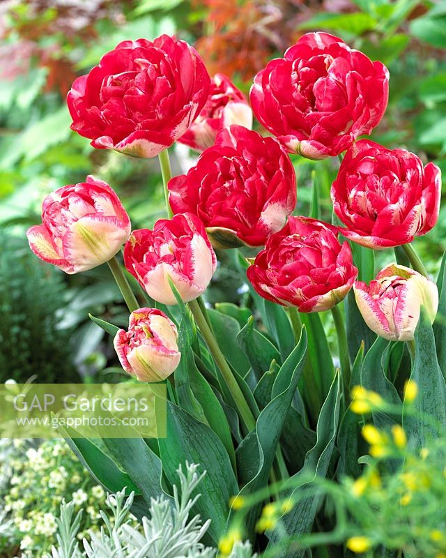 Tulipa 'Lady Montgomery Select'