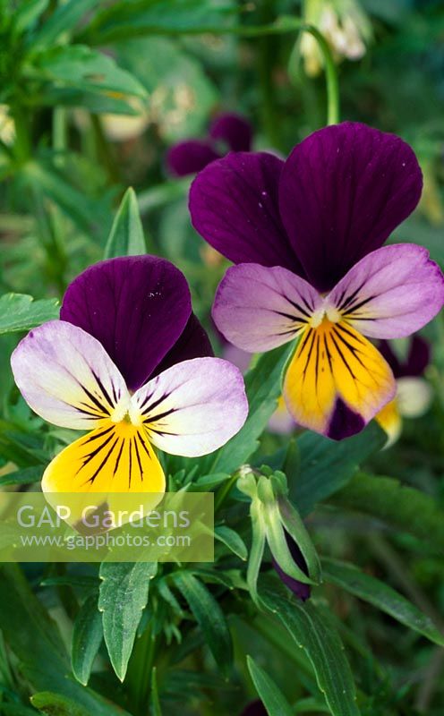 Viola tricolor - Heartsease Pansy