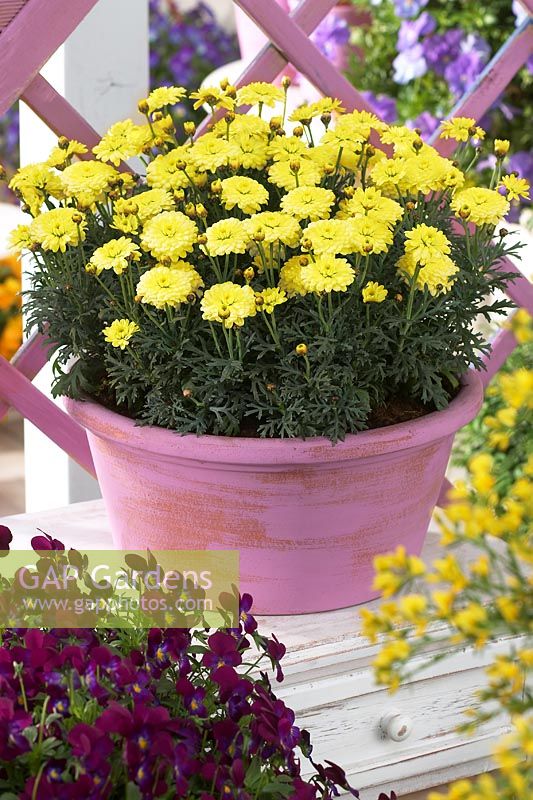 Argyranthemum frutescens 'Crazy Daisy Summers Primrose'