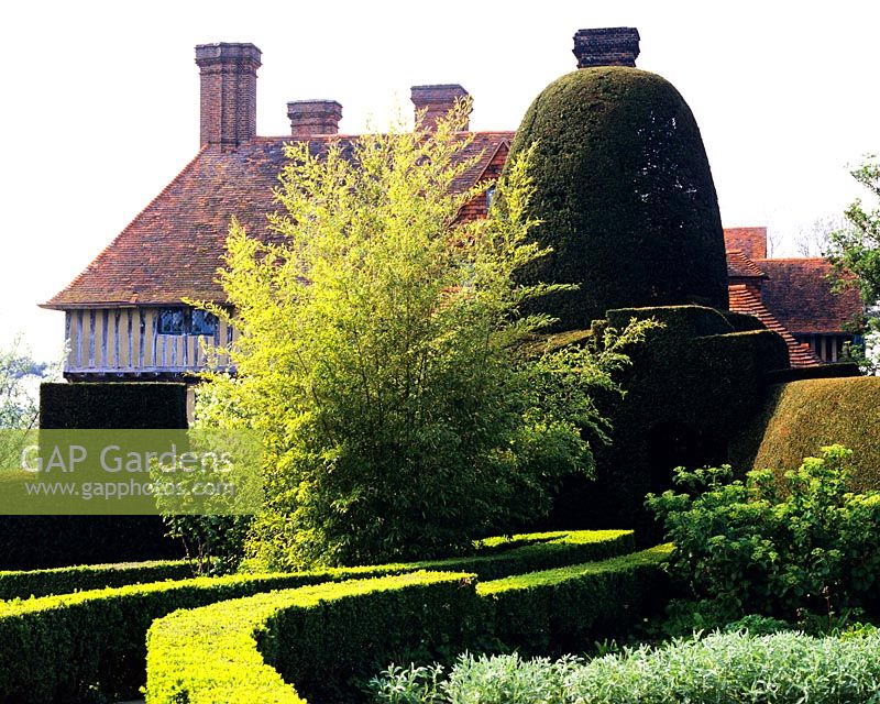 Taxus Topiary beside old house