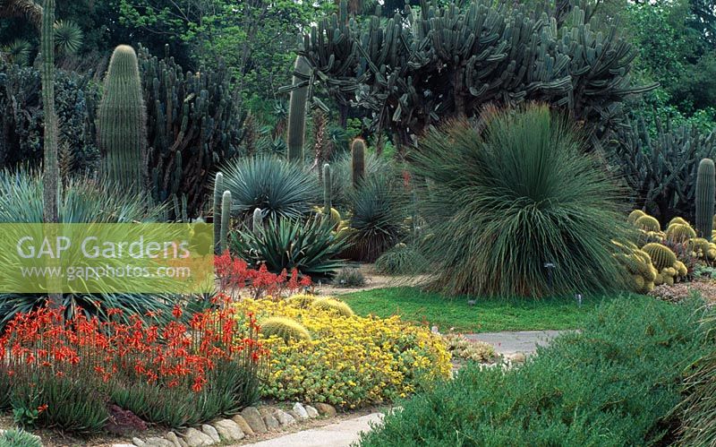 Aloe virens and Carnegiea gigantea in The Desert Garden Huntington Botanical Gardens, Los Angeles, California.