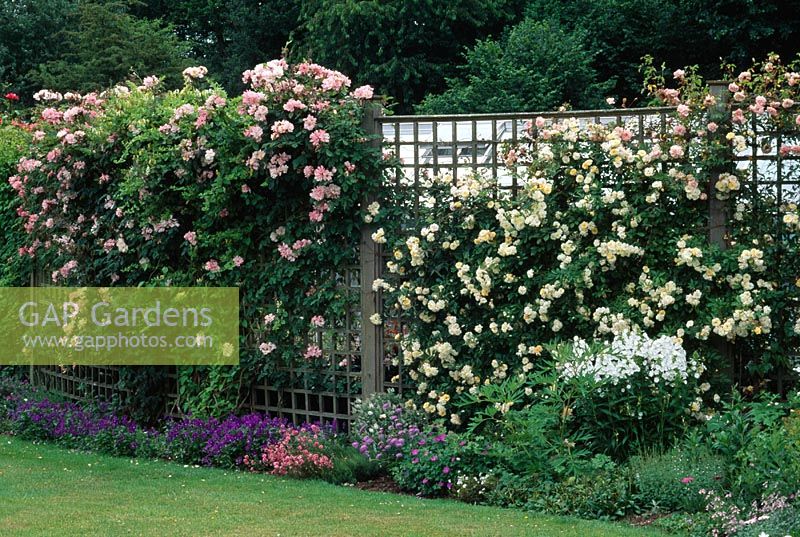Roses growing on trellis at Meadow Plants, Berks. Left to right Rosa 'Clair Matin', Rosa 'Gardenia' and Rosa 'Francois Juranville'