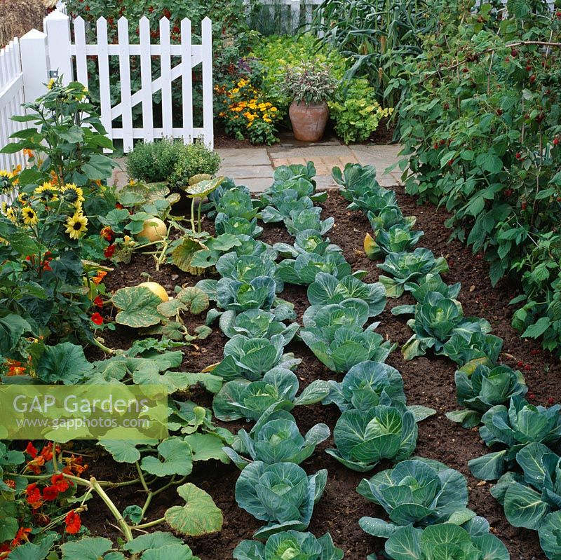 Vegetable garden with rows of Cucurbita 'Atlantic Giant',  Brassica 'Primo' and Brassica 'Greyhound' with Tropaeolum and Helianthus - Dell's Produce, Hampton Court 1995