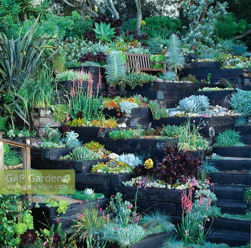 Aeoniums, Phormium, Ixias, Watsonias, Agaves, Echeverias, Aloes and Dierama -  Feibusch Garden, San Francisco