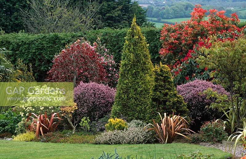 GAP Gardens - Mixed planting of evergreen conifers and ...