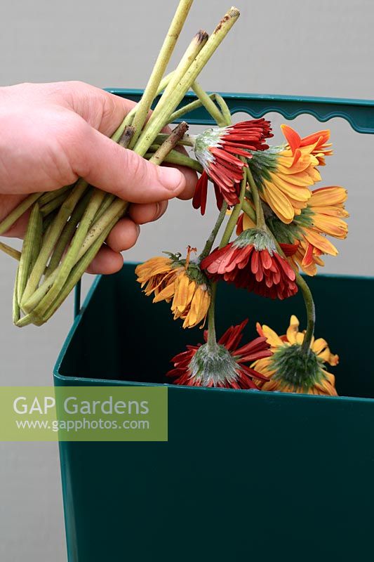 Spent flowers being added to kitchen waste bin for composting
