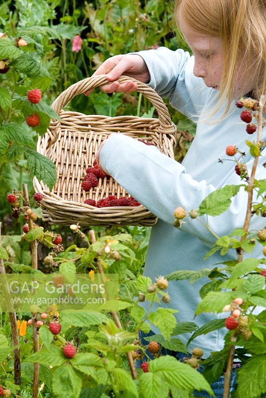 Girl picking raspberries into a trug shape wicker basket in June in an organic vegetable garden - Gowan Cottge, Suffolk