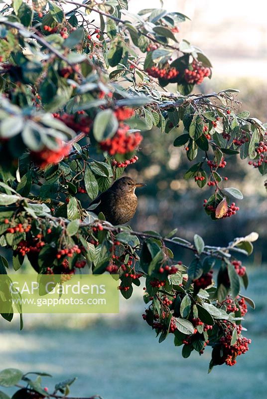 Female Blackbird perched amongst red berries on a Cotoneaster lacteus on a frosty morning in February