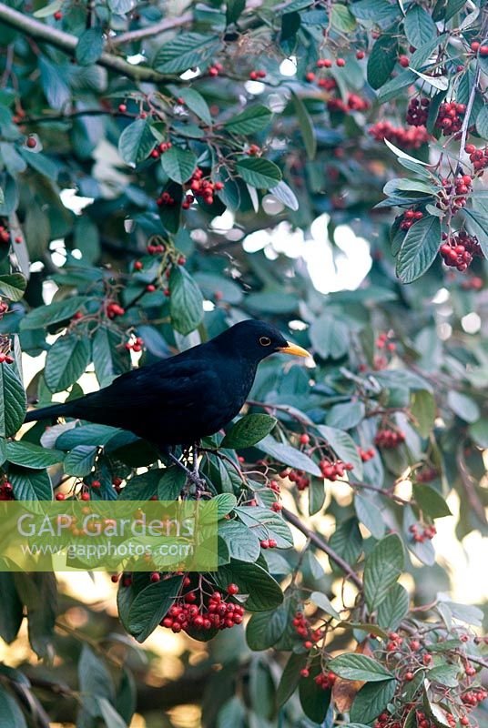 Male Blackbird perched amongst red berries on a Cotoneaster lacteus on a frosty morning in February