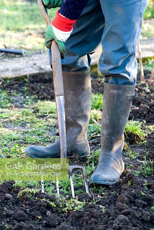 Man using a fork to remove weeds from an organic vegetable garden in February