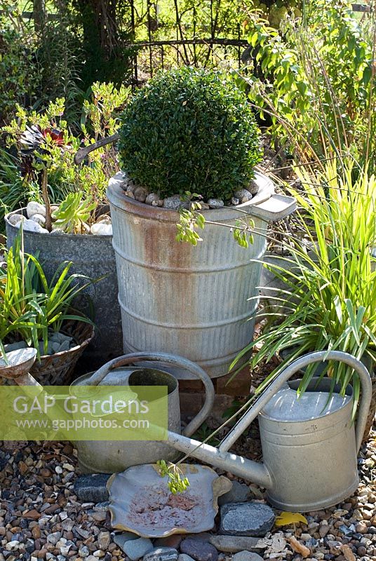 Collection of galvanised watering cans and dustbins  - one planted with Buxus 