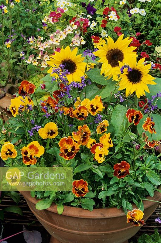 Cottage garden style, terracotta container with Viola, Helianthus anuus 'Choc Chip' and the unusual Lobelia vallida