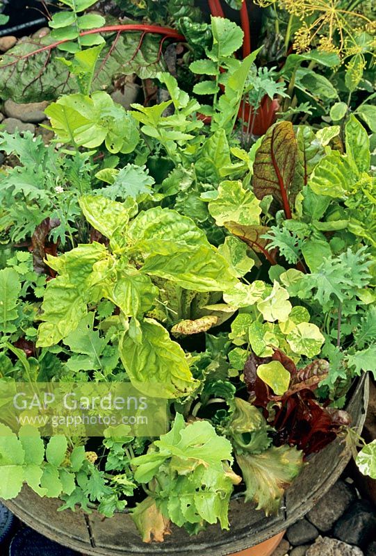 'Designer' mix of salad leaves including basil, beetroot, Red Russian kale, Tropaeolum, lettuce, chervil and chicory growing in an old metal garden sieve