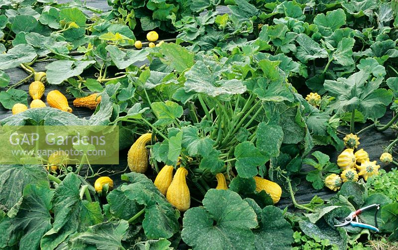 Cucurbita - Crook necked squashes and ornamental gourds growing through a woven plastic membrane to keep down weed growth, warm up the soil and retain moisture