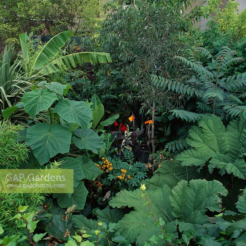 Tropical style planting of Gunnera, Ailanthus altissima, Cannas and Paulownia imperialis in Myles Challis' garden