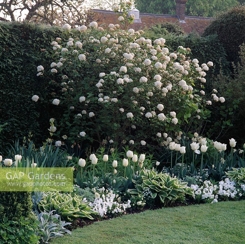 The white garden at Chenies Manor, Bucks, with - left to right - Tulipa 'Mount Tacoma', Tulipa 'Blizzard' and Tulipa 'White parrot'
