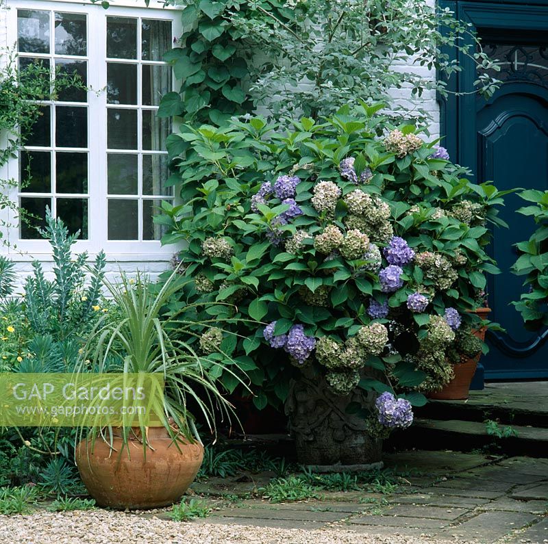 Blue Hydrangea and Puya chilense in containers by front door at Osler Road, Oxford