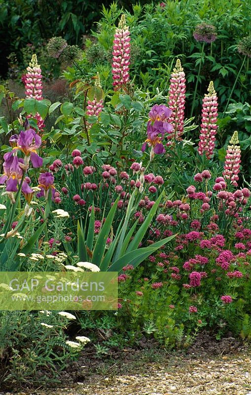 Summer border with Lupinus 'The Chatelaine', Iris and Allium schoenoprasum 'Forescate' - Designed by Pam Lewis at Sticky Wicket, Dorset