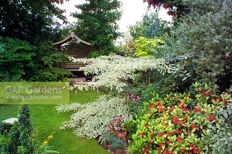 Small town garden with good structure, interesting trees and shrubs - Nailsea, Somerset, UK