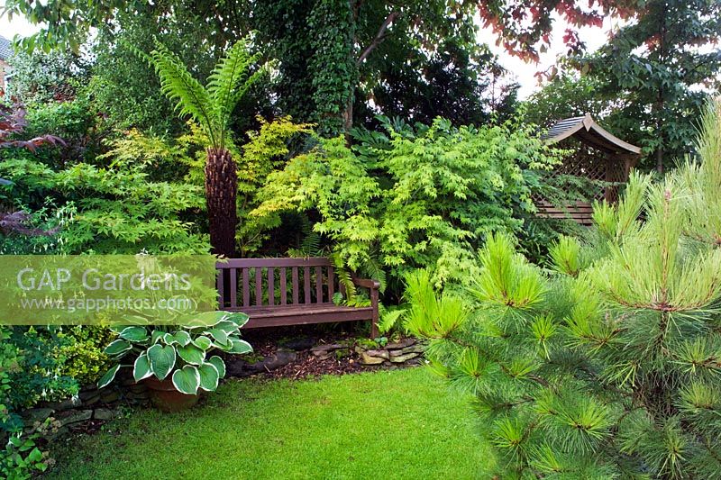 Small town garden with good structure, interesting trees and shrubs. Dicksonia antarctica and wooden bench - Nailsea, Somerset, UK