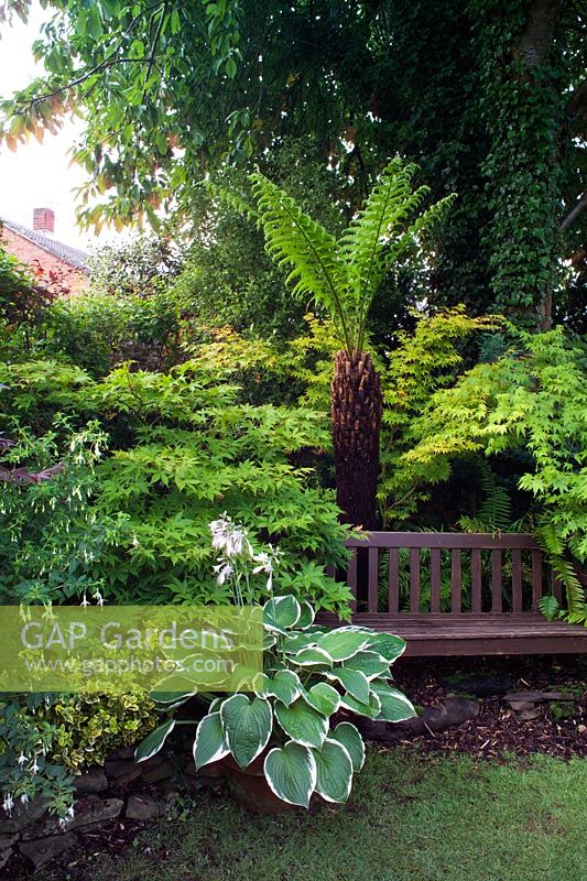 Small town garden with good structure, interesting trees and shrubs. Dicksonia antarctica and wooden bench - Nailsea, Somerset, UK