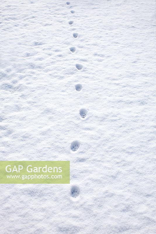 Cat paw prints in the snow