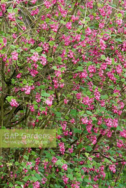 Ribes Sanguineum - Flowering currant in Spring