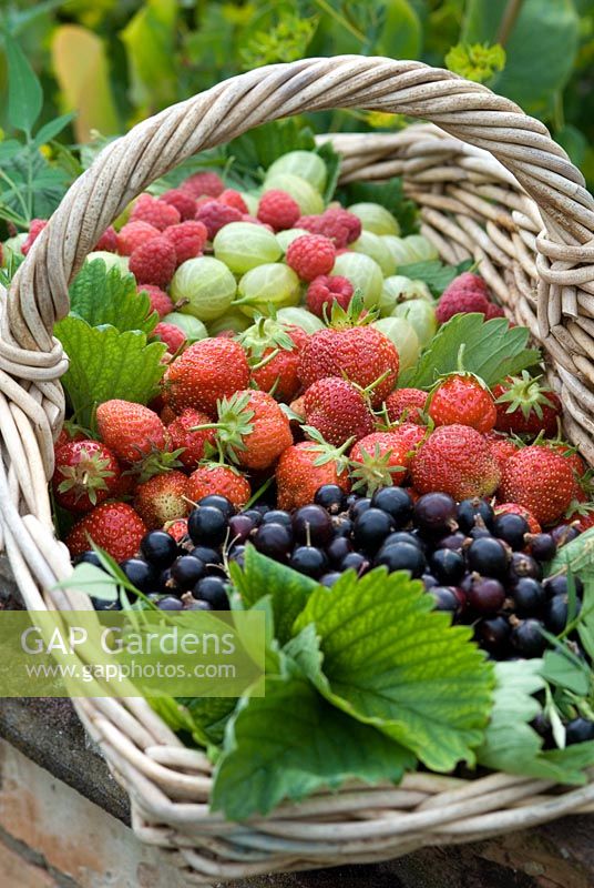 Fragaria - Strawberries, Ribes nigrum - Blackcurrants , Ribes uva-crispa - Gooseberries and Rubus idaeus - Raspberries in a wicker trug styel basket, all organic fruit just harvested.