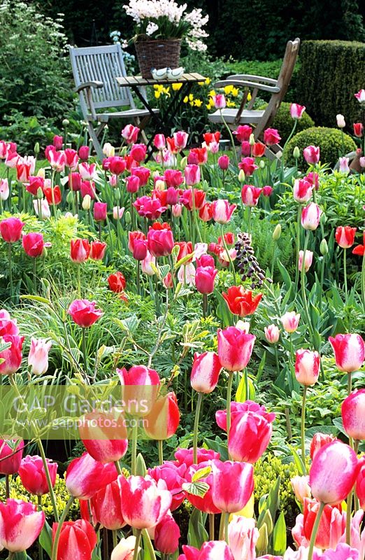Tulipa 'Barcelona', 'Sorbet' and 'Garden Beauty' with rustic seating area in background