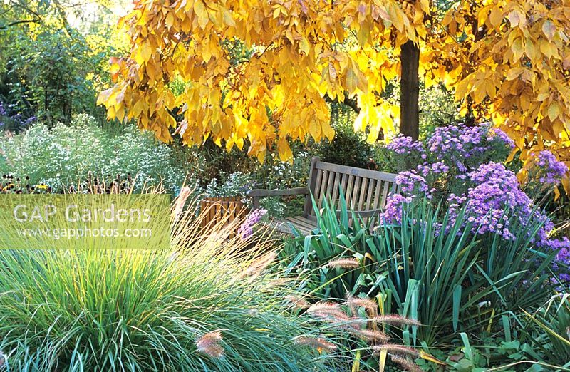 Sitting place in Autumn garden with Pennisetum