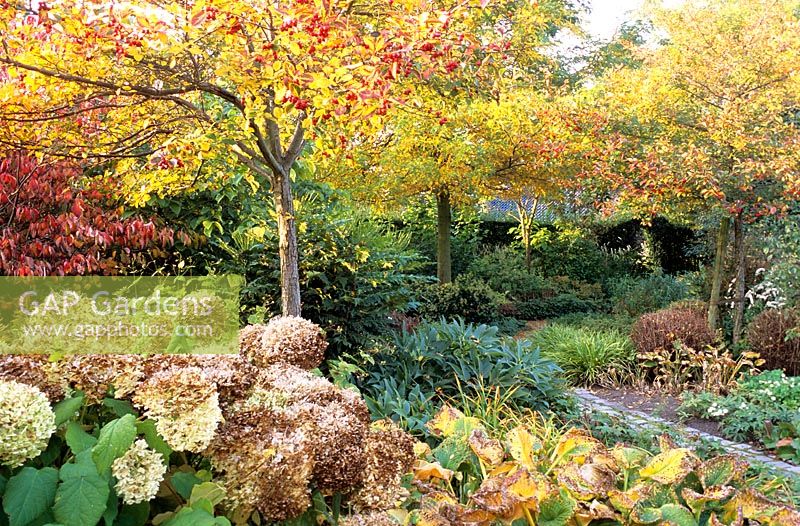 Autumn bed with Hydrangea 'Anabelle' in foreground