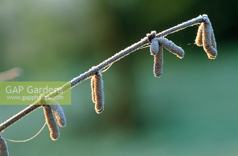 Corylus maxima 'Red Zellernut' with frosted catkins - Pettifers Garden, Oxfordshire