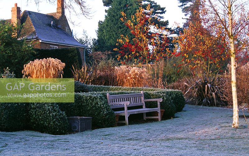 The parterre in winter with clipped box, Betula ermanii and a wooden bench - Pettifers Garden, Oxfordshire