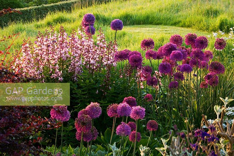 Border in spring with Allium 'Purple Sensation' and Dictamnus var purpureus in  early morning light - Pettifers Garden, Oxfordshire