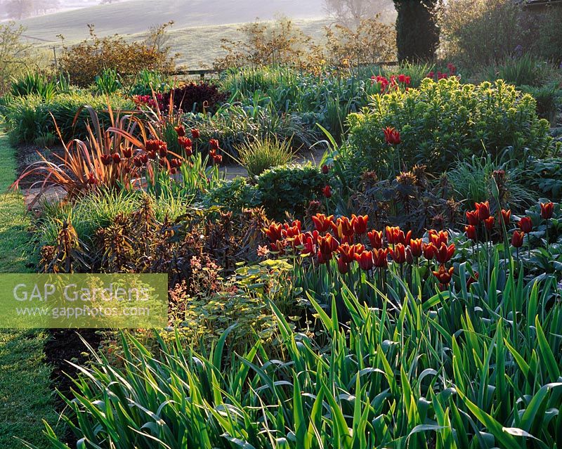 Dawn light on spring border with Phormiums, Euphorbia 'Fern Cottage' and Tulip 'Abu Hassan' - Pettifers Garden, Oxfordshire
