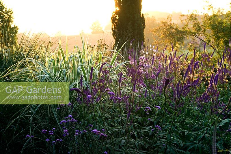 Early morning backlighting on border with Miscanthus sinensis var condensatus 'Cosmopolitan' and Veronicastrum virginicum apollo - Pettifers Garden, Oxfordshire