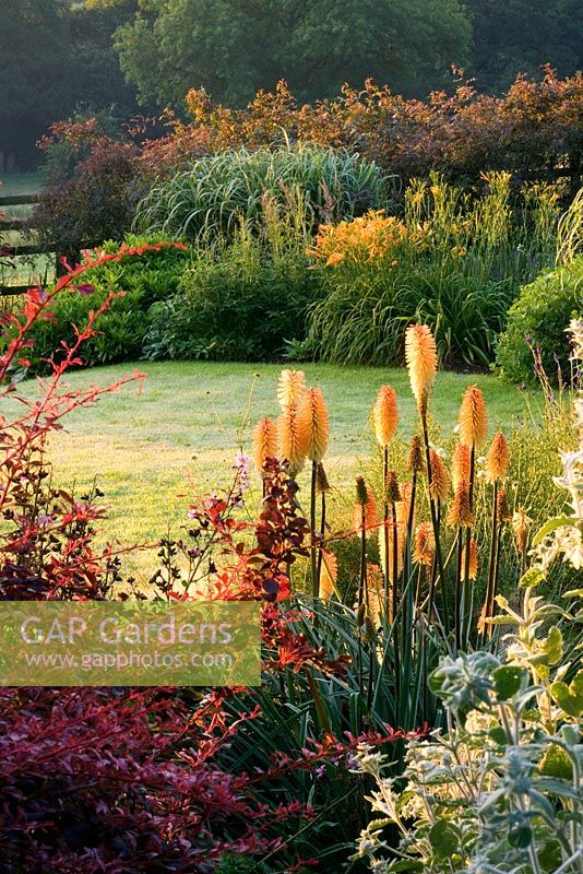 Border with Berberis and Kniphofia 'Tawny King' - Pettifers Garden, Oxfordshire