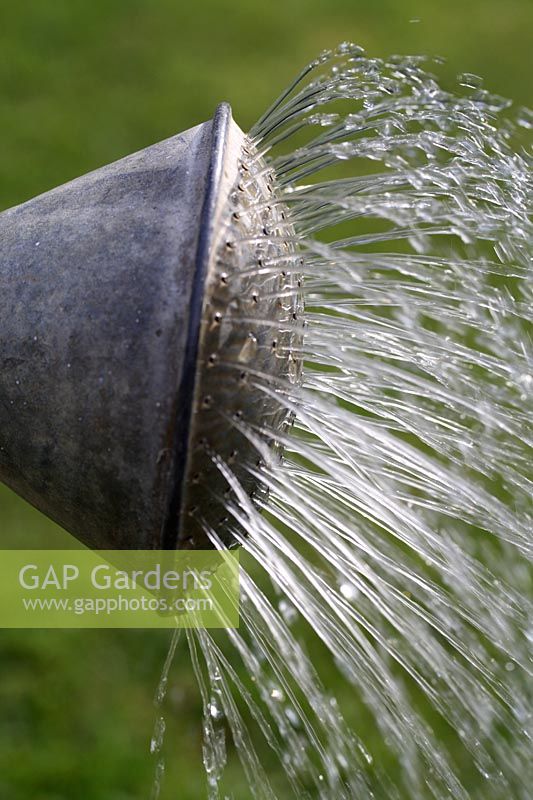 Water pouring out of a galvanised metal watering can