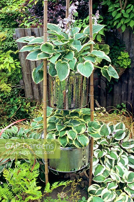 Hostas in two tier planter to deter slugs and snails, made from stainless steel washing machine drums and bamboo poles