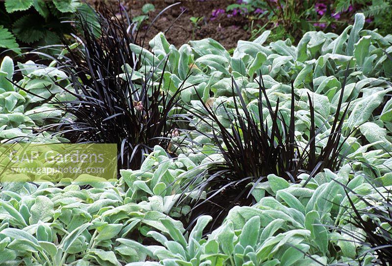 Ophiopogon planiscapus 'Nigrescens' planted with Stachys byzantina 'Silver Carpet'