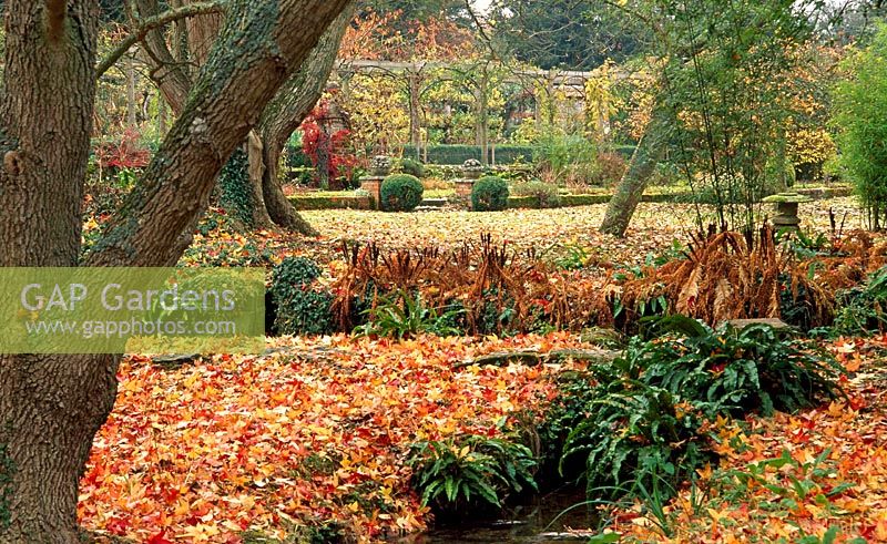 View from the Japanese Garden towards the  Tunnel Garden across carpet of fallen Liquidamber styraciflua leaves 