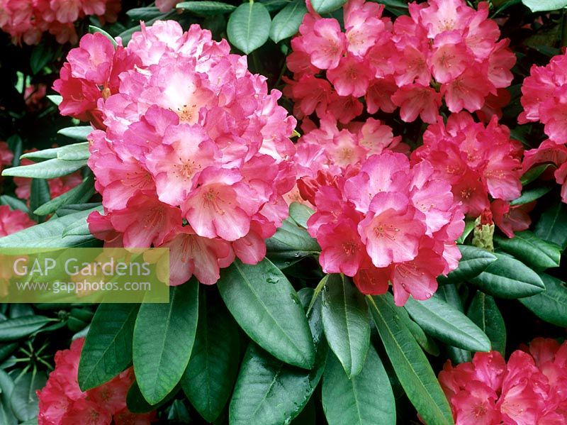 Rhododendron 'Fantastica'