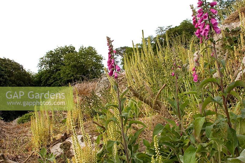Digitalis in dry garden - Kilruddery Garden in County Wicklow